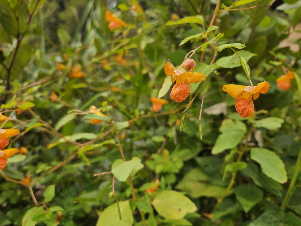 Orange Jewelweed Plants