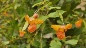 Orange Jewelweed