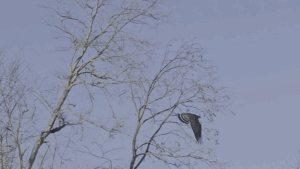 Red-shouldered Hawk in Flight