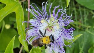 Carpenter bee visiting purple passionflower